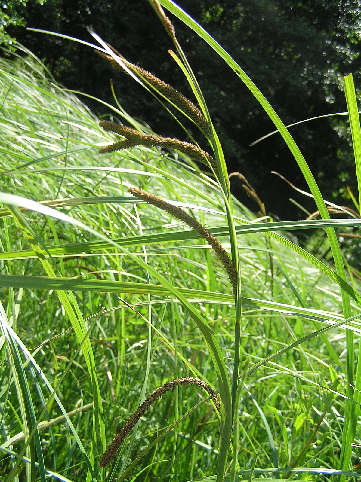 Carex acuta | slender tufted-sedge P9 - Image 2