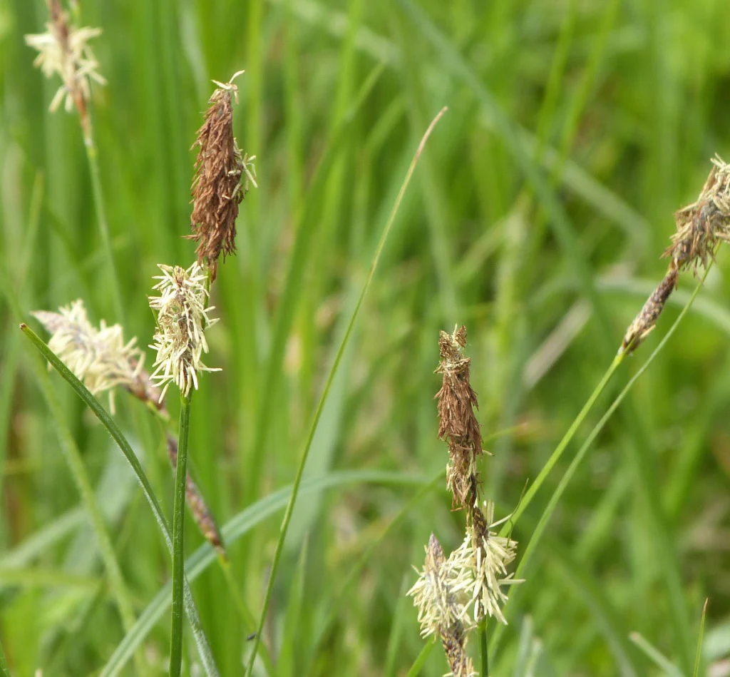Carex hirta | Hairy Wood Sedge P9