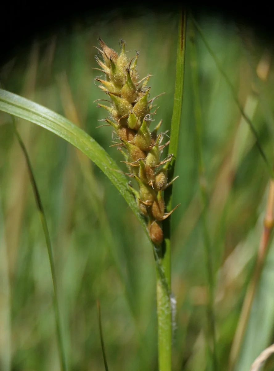 Carex hirta | Hairy Wood Sedge P9 - Image 2