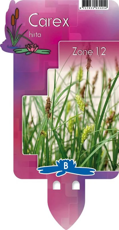 Carex hirta | Hairy Wood Sedge P9 - Image 3