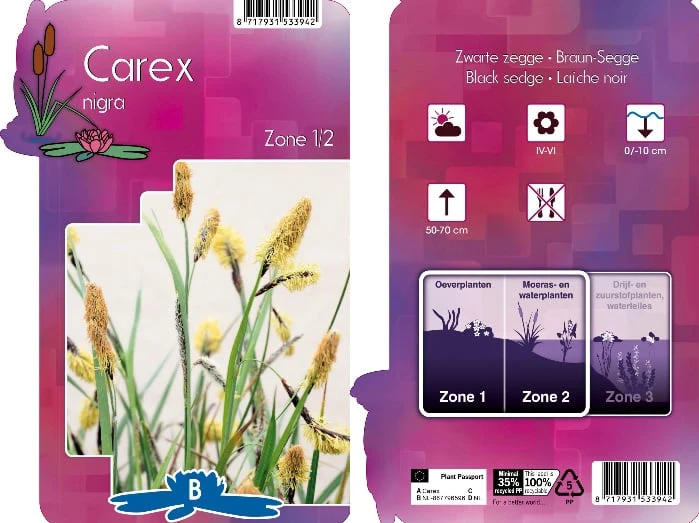 Carex nigra | Black Sage P9 - Image 2