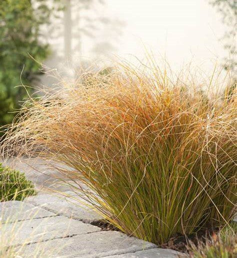 Carex testacea 'Prairie Fire' P14 - Image 3