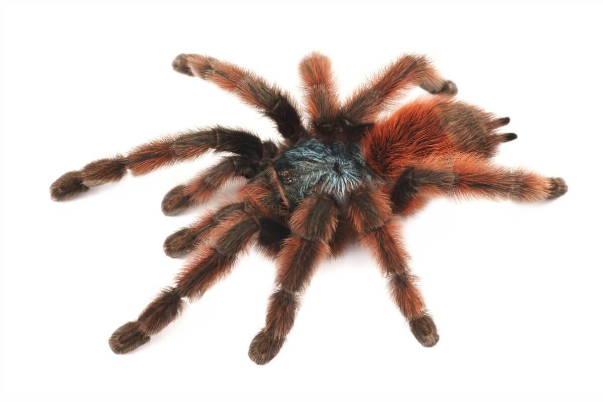 Antilles Pinktoe Tarantula | Caribena Versicolor - Image 2