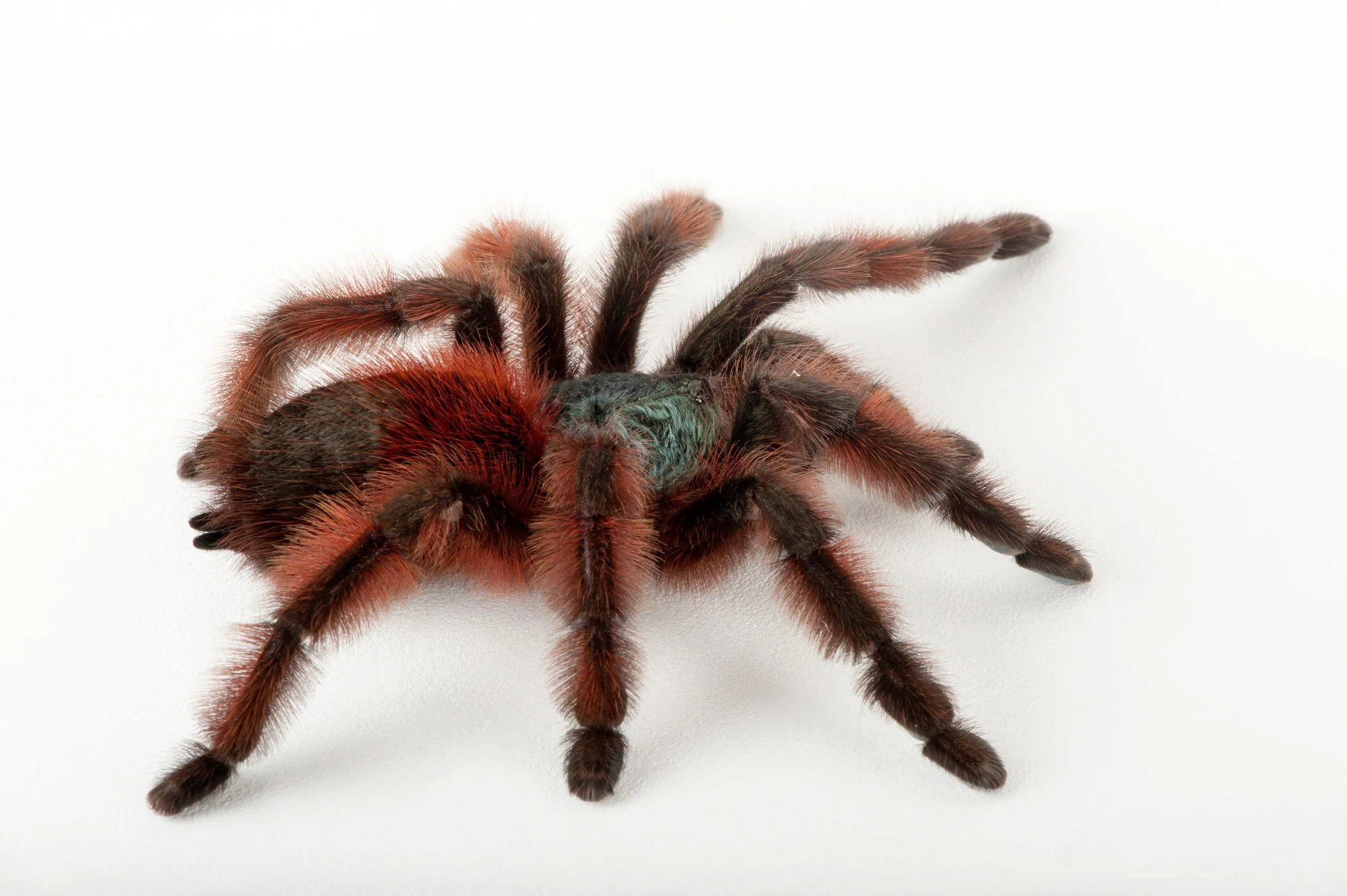 Antilles Pinktoe Tarantula | Caribena Versicolor - Image 3