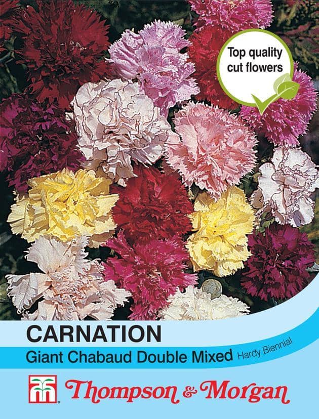Carnation Giant Chabaud Double Mixed