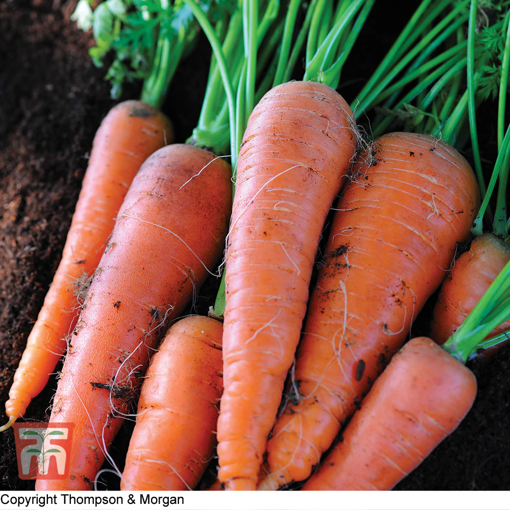 Carrot 'Autumn King 2' - Image 2
