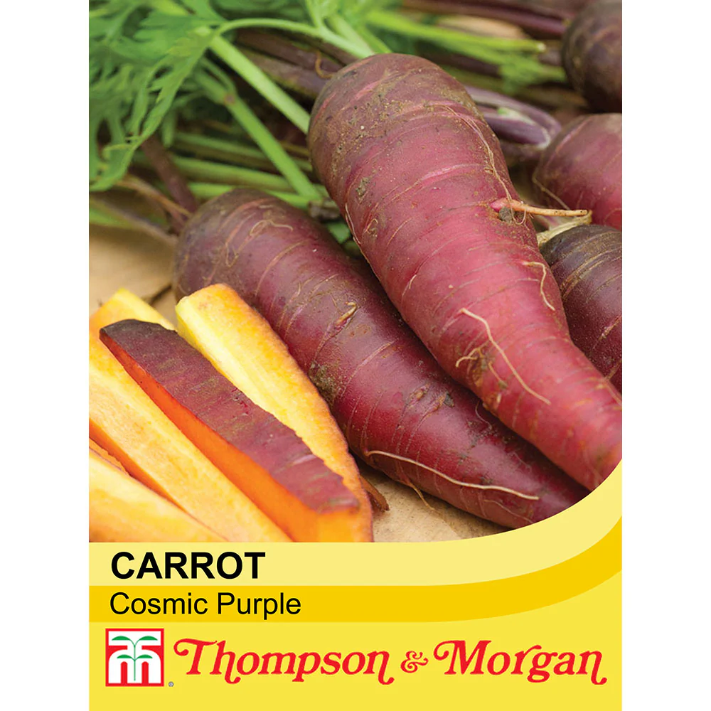 Carrot 'Cosmic Purple'