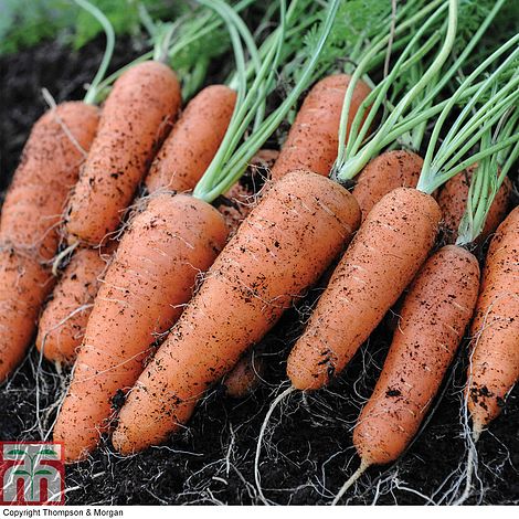 Carrot Norfolk - Image 2