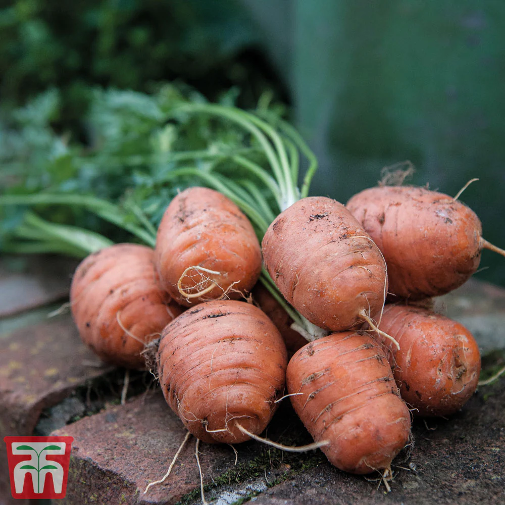 Carrot 'Paris Market - Atlas' - Image 2