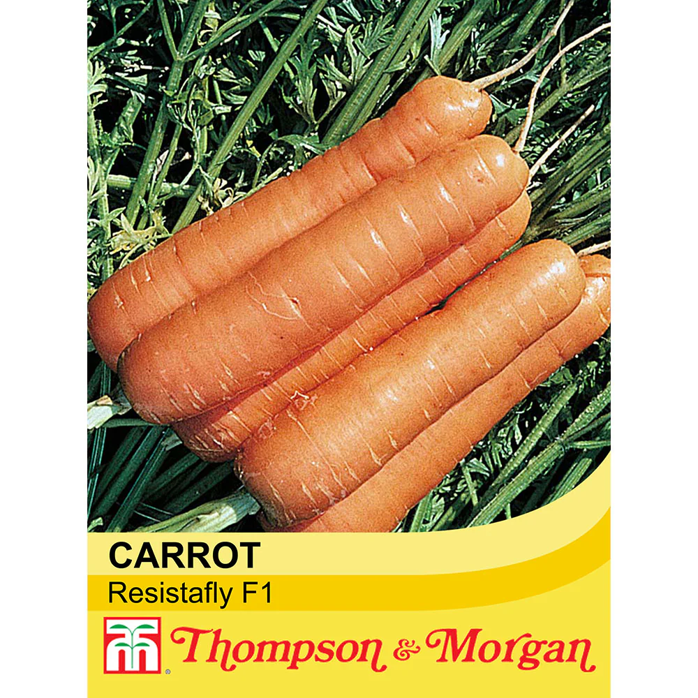 Carrot 'Resistafly' F1 Hybrid