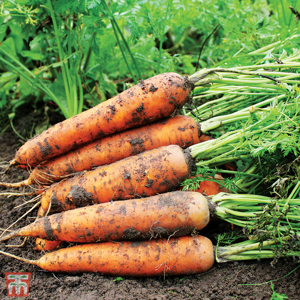 Carrot 'Resistafly' F1 Hybrid - Image 2