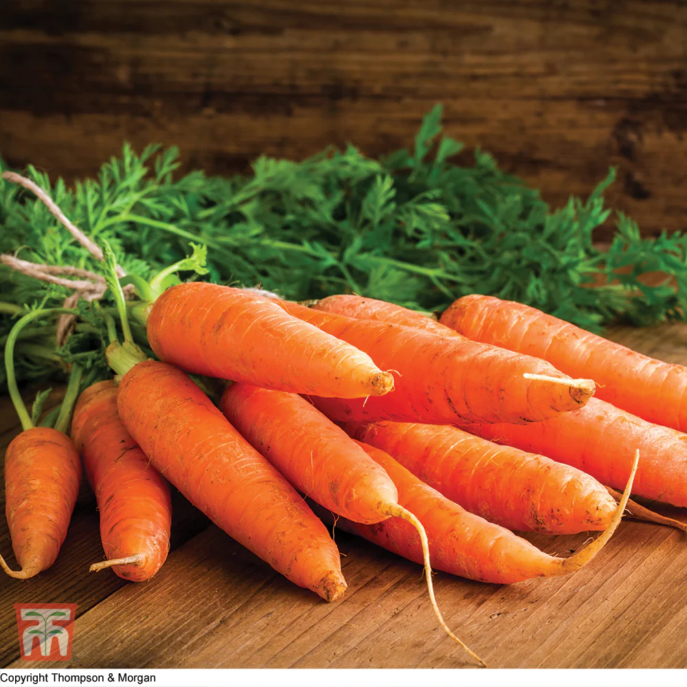 Carrot 'Chantenay Red Cored 3 - Supreme' - Image 2