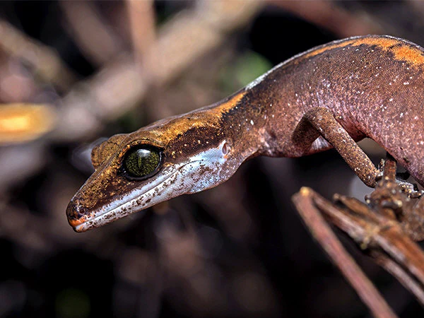 Cat Gecko PAIR - Image 2