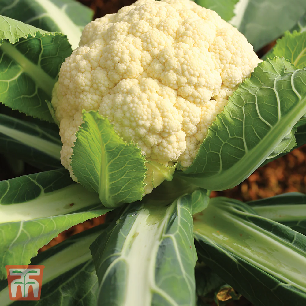Cauliflower 'All The Year Round' - Image 2
