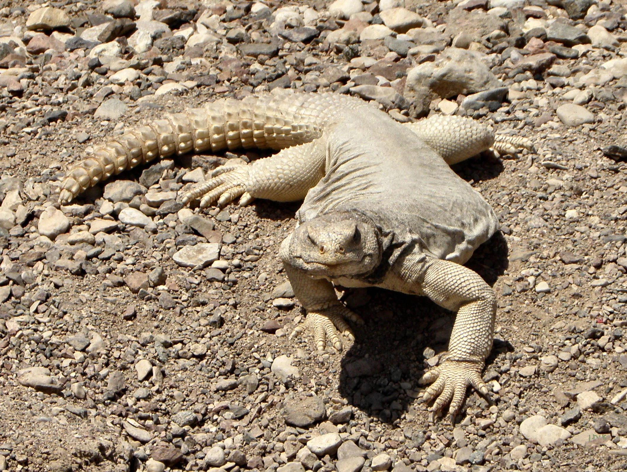 Egyptian uromastyx Captive Bred