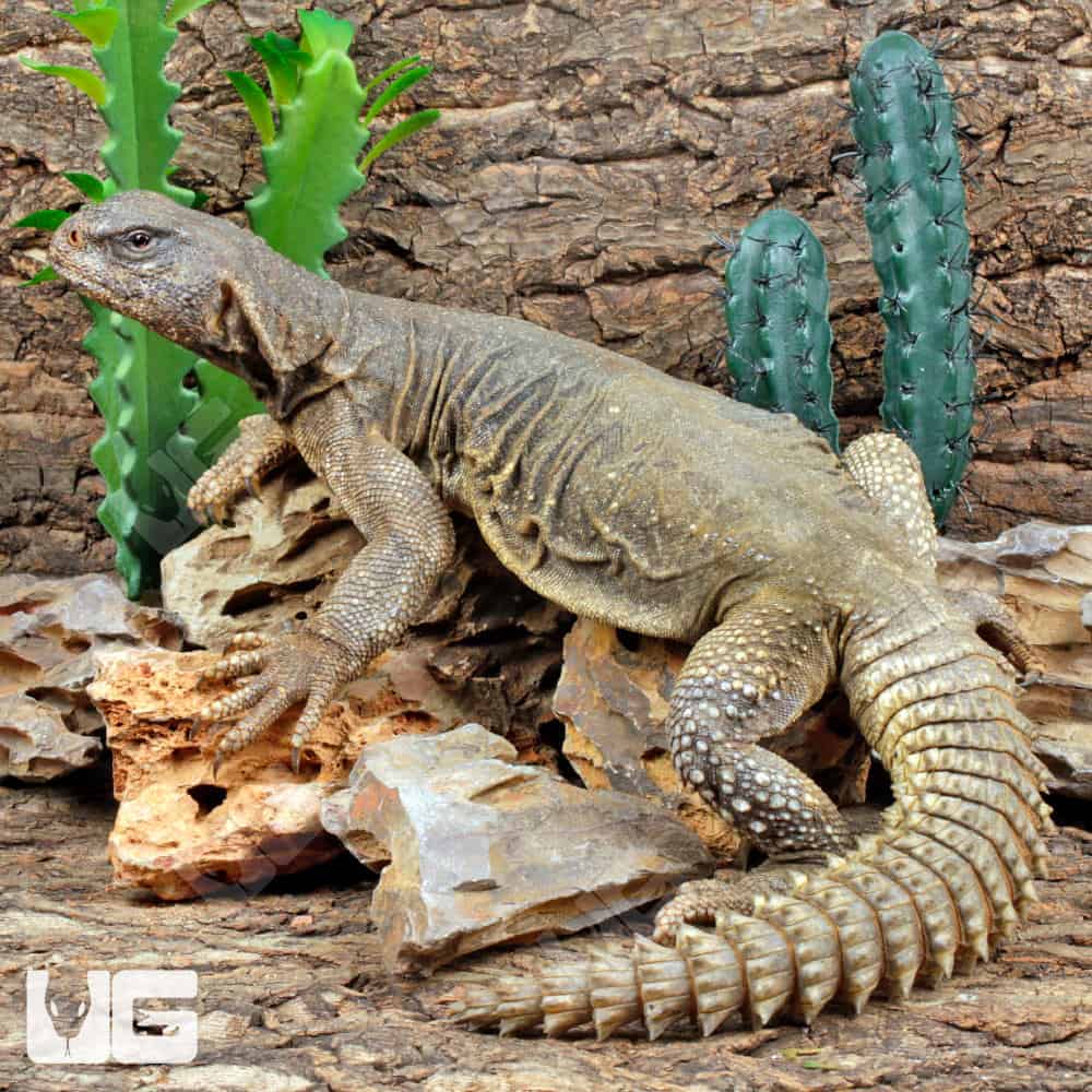 Egyptian uromastyx Captive Bred - Image 2