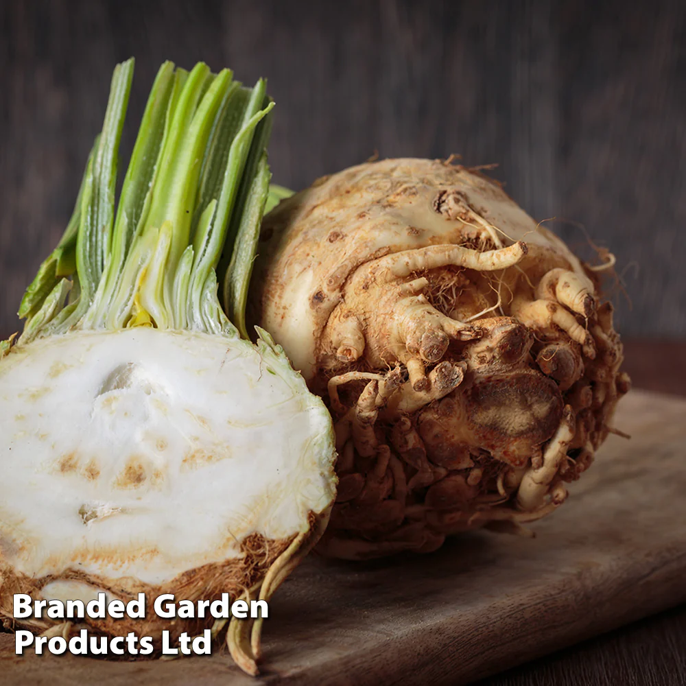 Celeriac 'Monarch' - Image 2