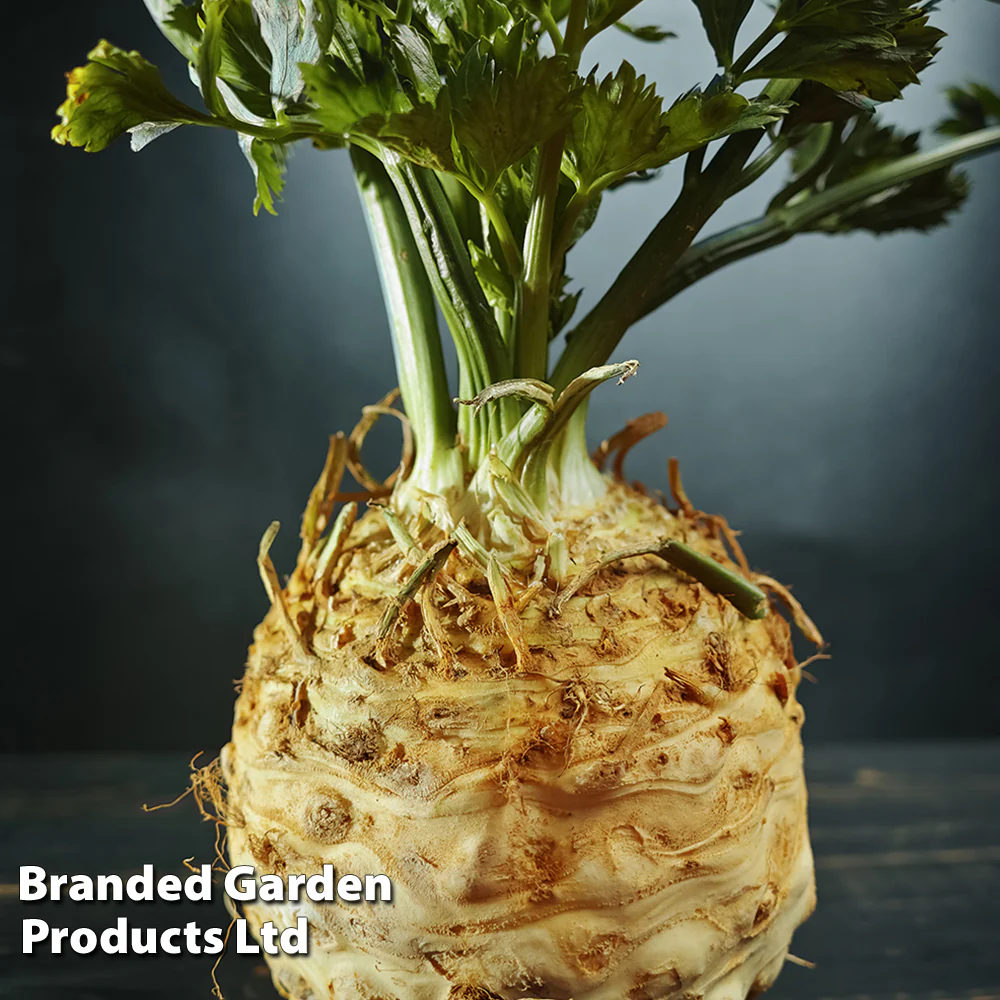 Celeriac 'Monarch' - Image 3