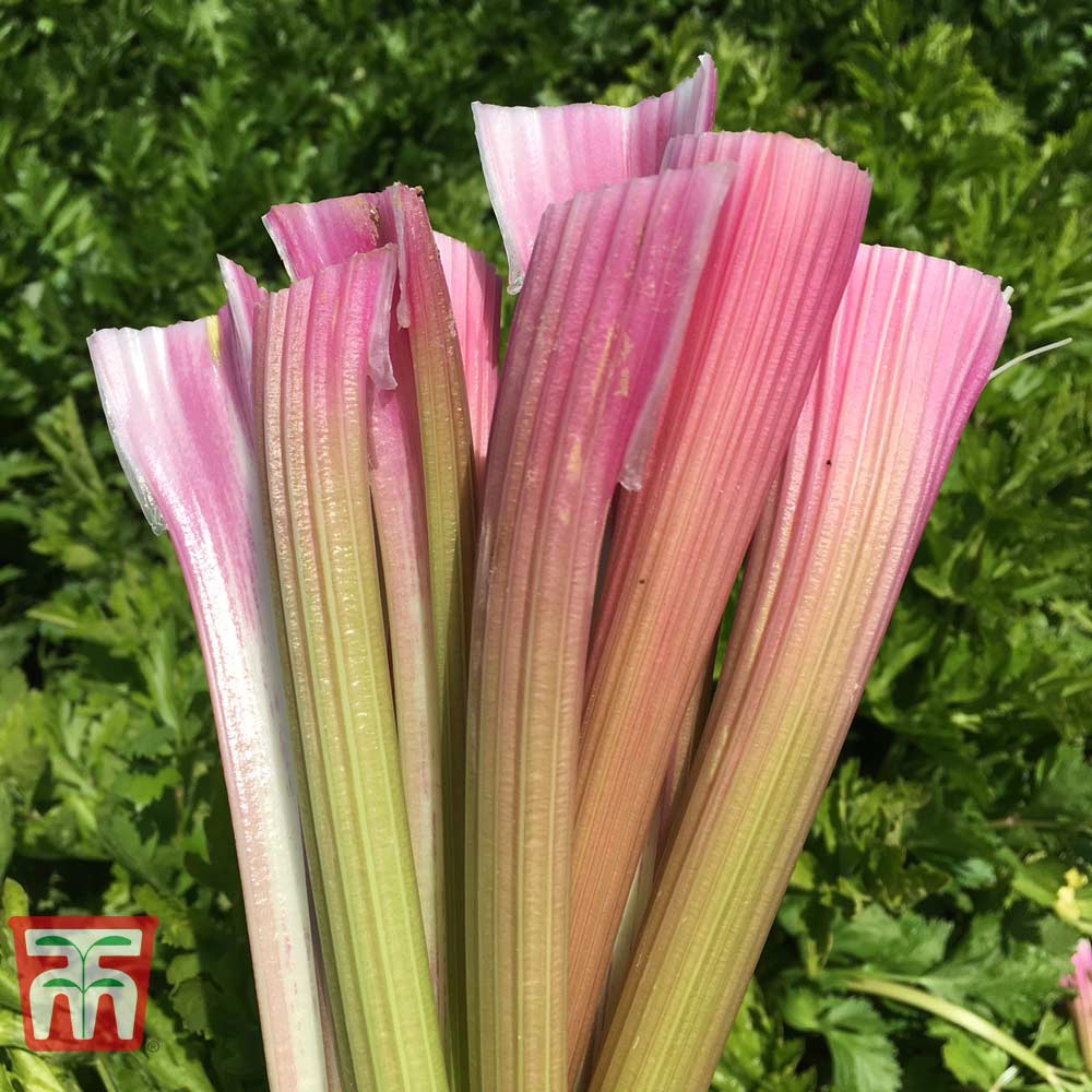 Celery 'Blush' (Self blanching) - Image 2