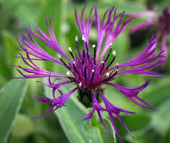 Centaurea  Amethyst Dream (2 Litre)