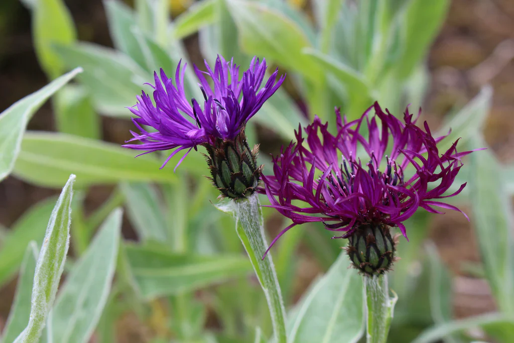 Centaurea  Amethyst Dream (2 Litre) - Image 2