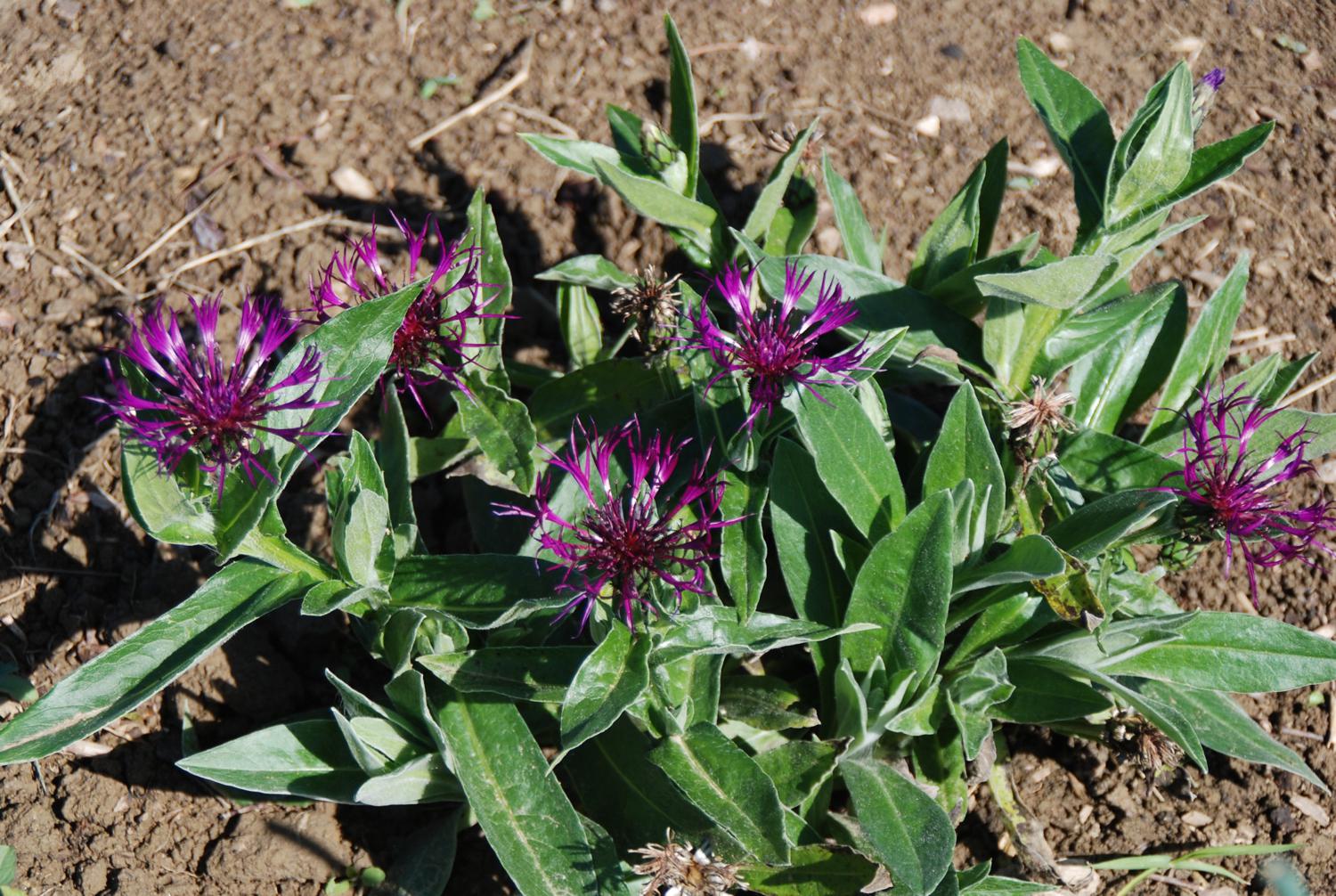 Centaurea  Amethyst Dream (2 Litre) - Image 3