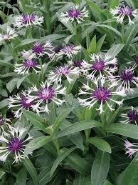 Centaurea 'Amethyst in Snow'