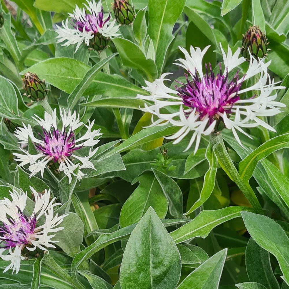 Centaurea 'Amethyst in Snow' - Image 2