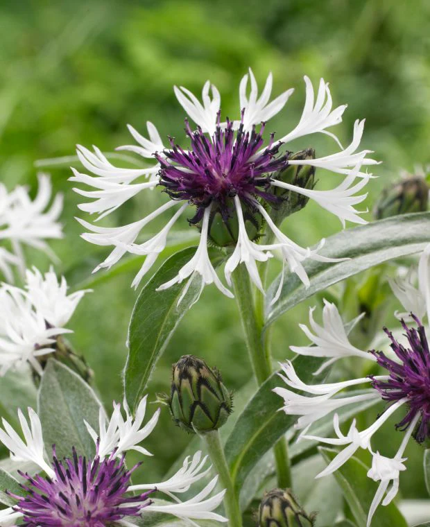 Centaurea 'Amethyst in Snow' - Image 3