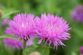 Centaurea h. 'John Coutts'