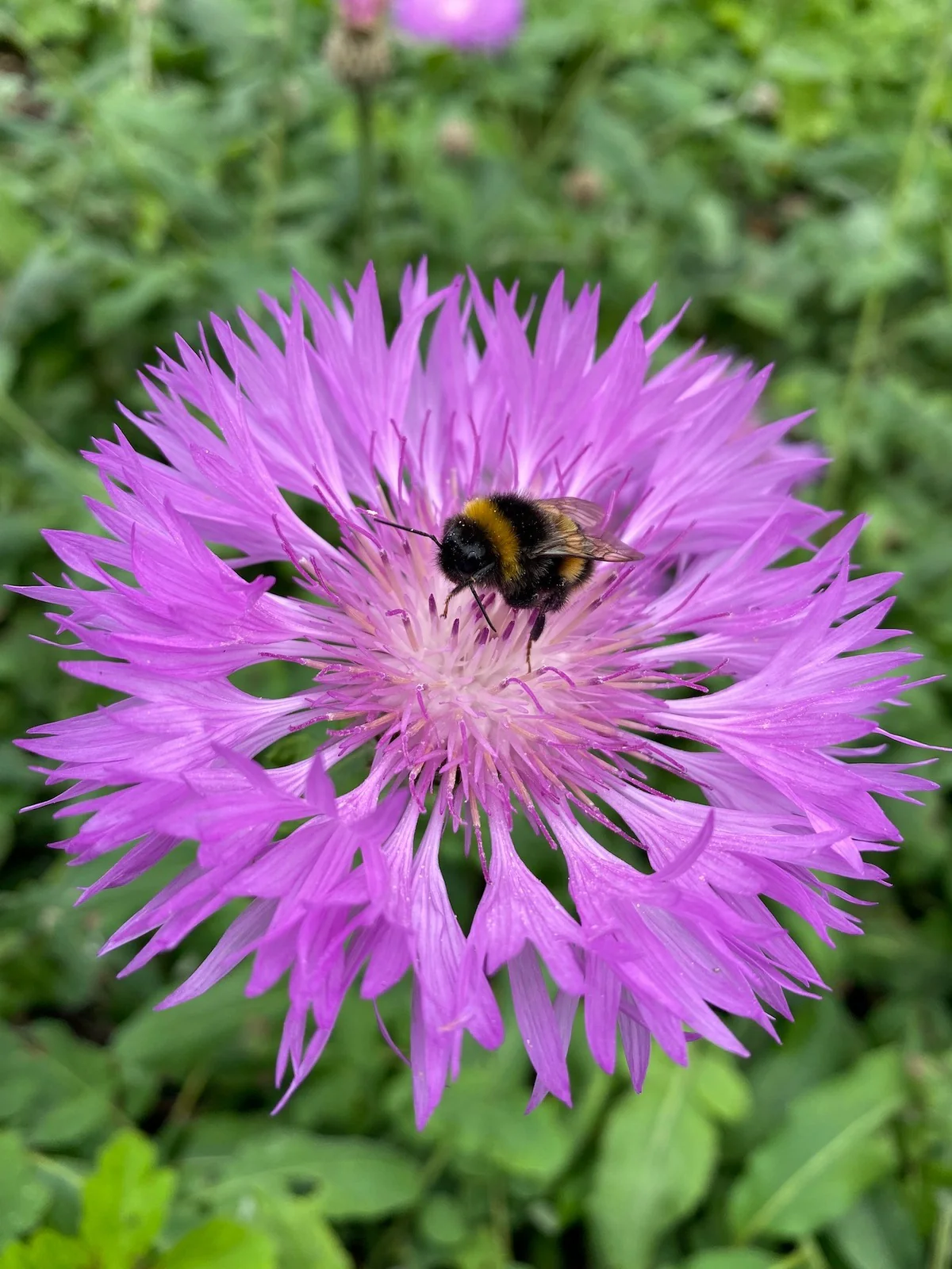 Centaurea h. 'John Coutts' - Image 2