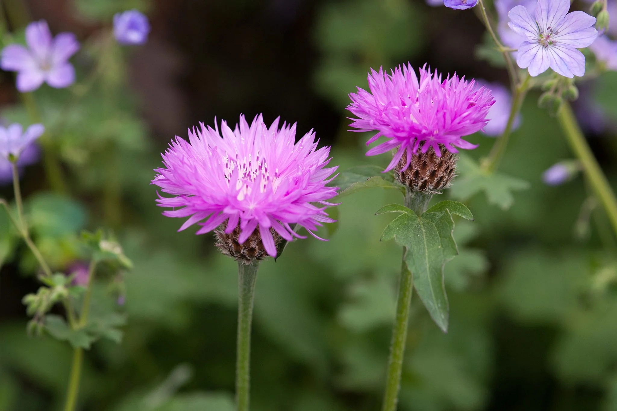 Centaurea h. 'John Coutts' - Image 3