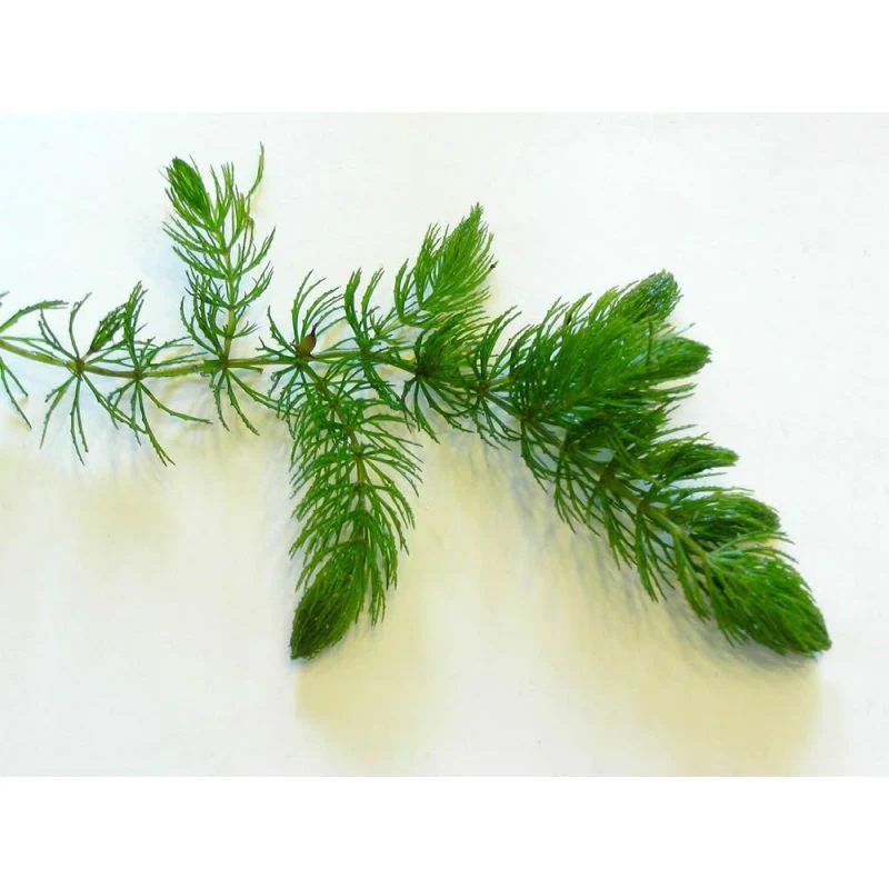 Ceratophyllum Demersum -  Oxygenating Aquatic Plant