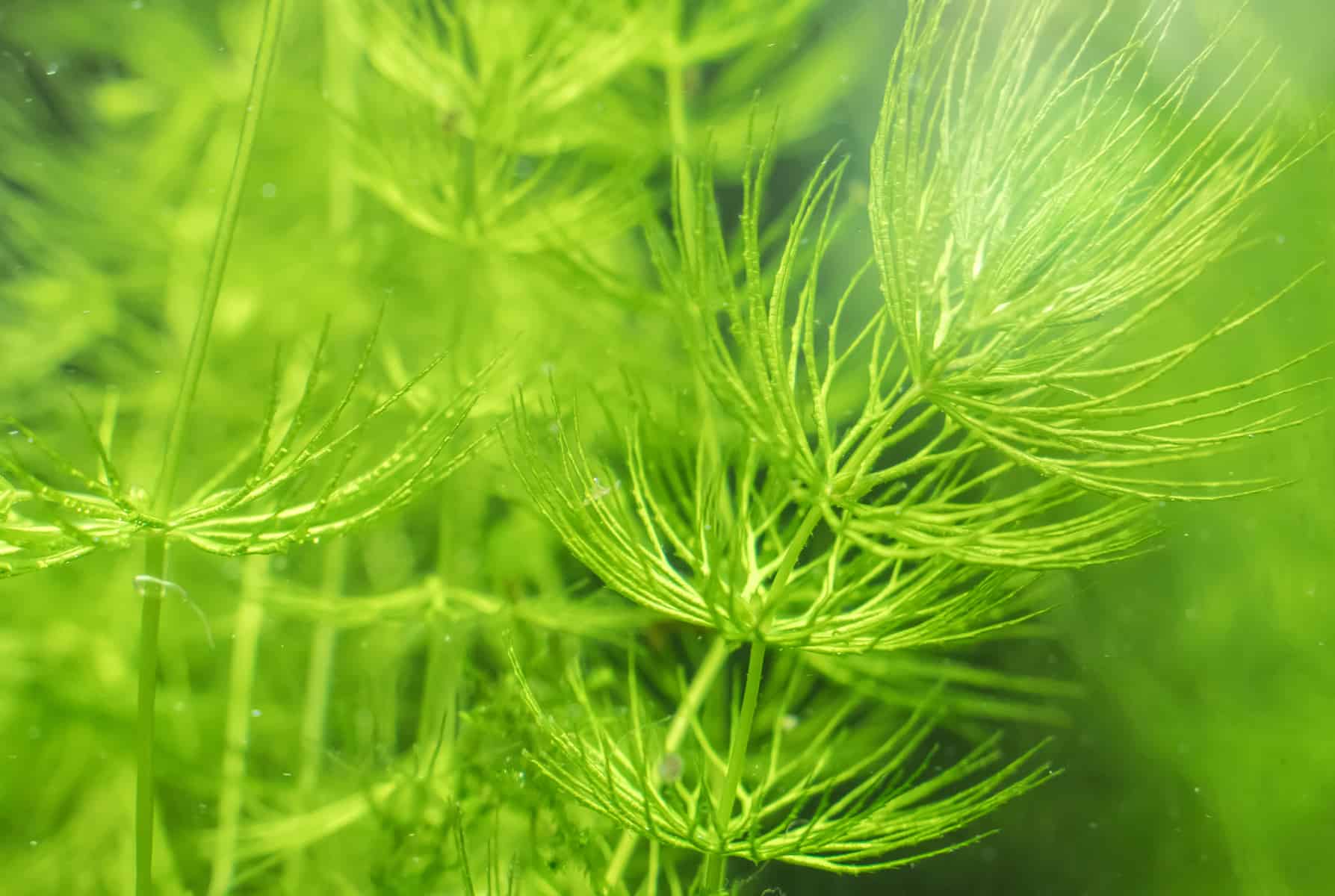 Ceratophyllum Demersum -  Oxygenating Aquatic Plant - Image 2