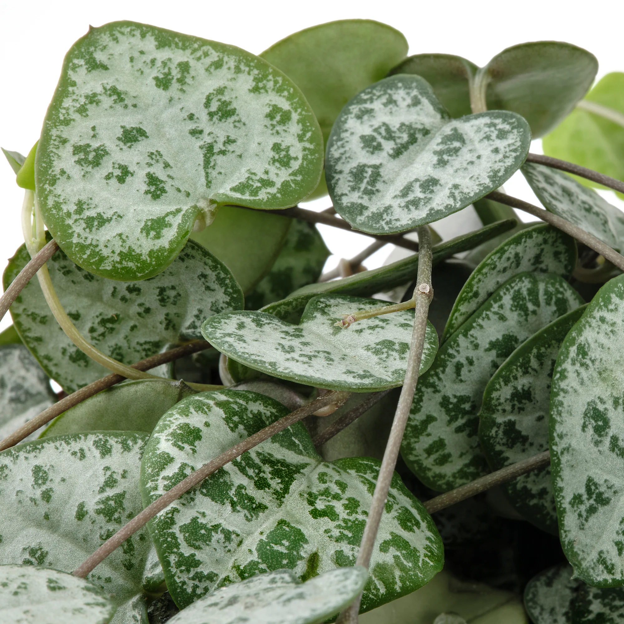 Ceropegia woodii in Hanging Pot P14 - Image 2