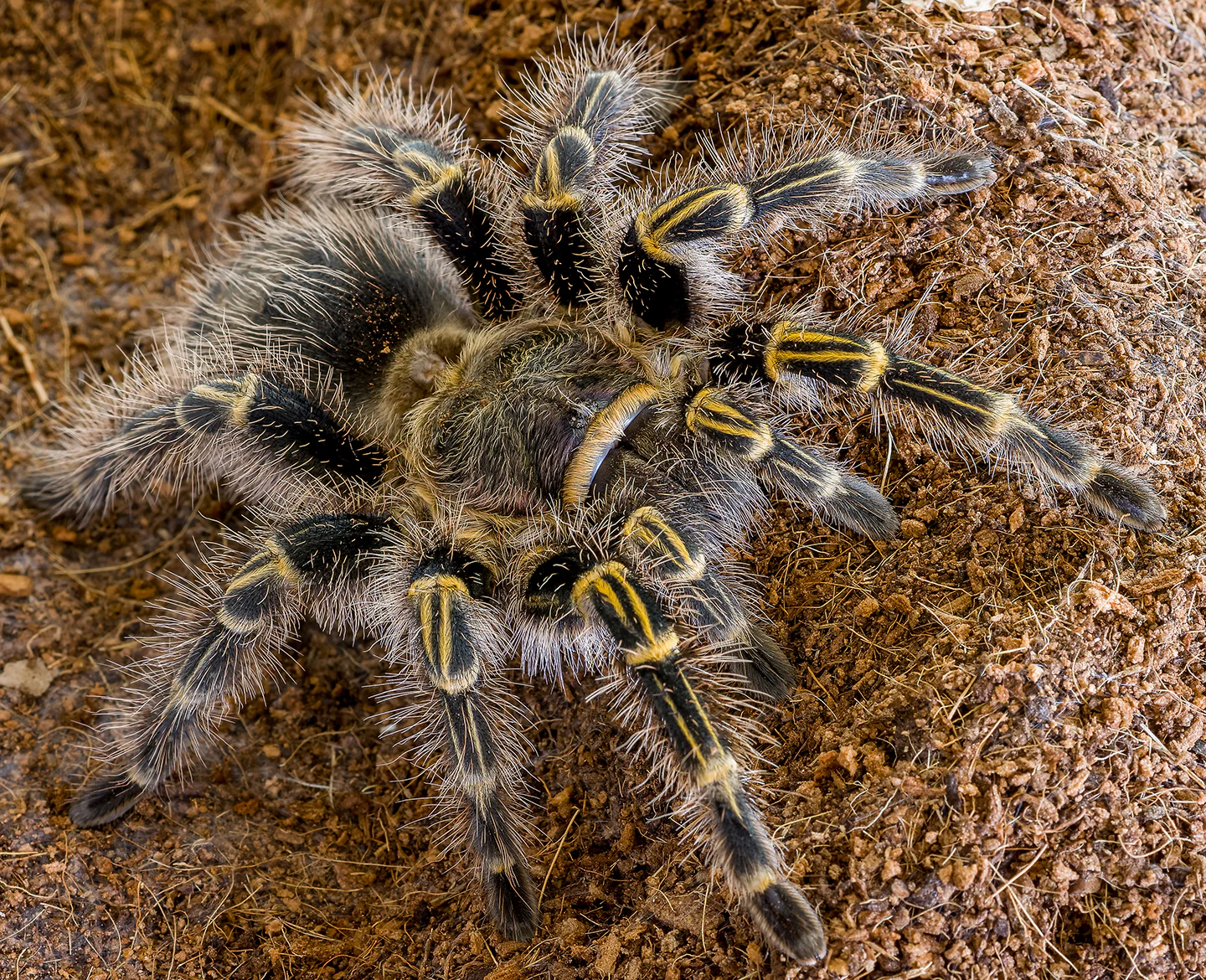 Chaco Golden Knee Tarantula (Grammostola pulchripes) Small