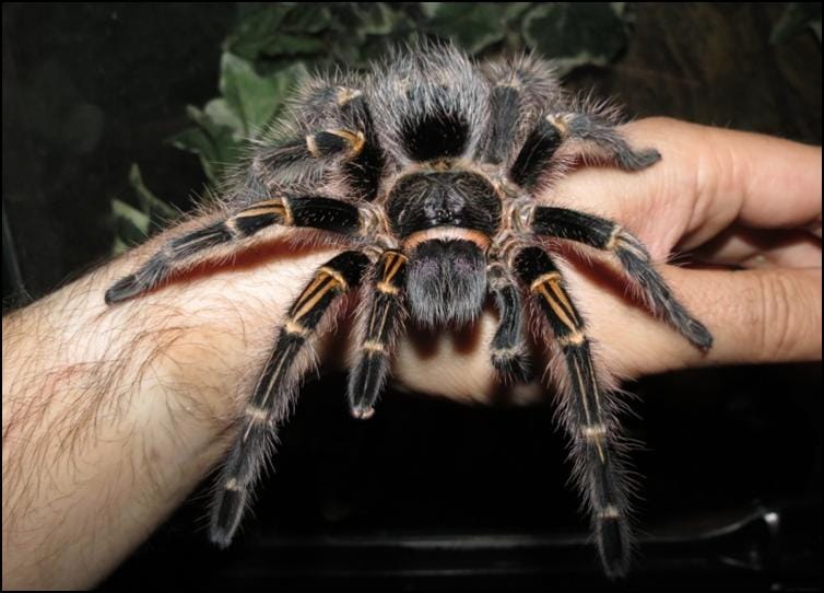 Chaco Golden Knee Tarantula (Grammostola pulchripes) Small - Image 2