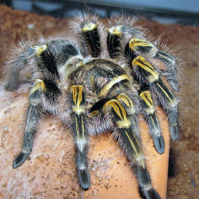 Chaco Golden Knee Tarantula (Grammostola pulchripes) Small - Image 4
