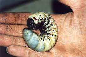 Caucasus Beetle Larva (Chalcosoma Caucasus) Larve - Image 2