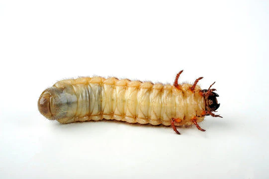 Caucasus Beetle Larva (Chalcosoma Caucasus) Larve - Image 3