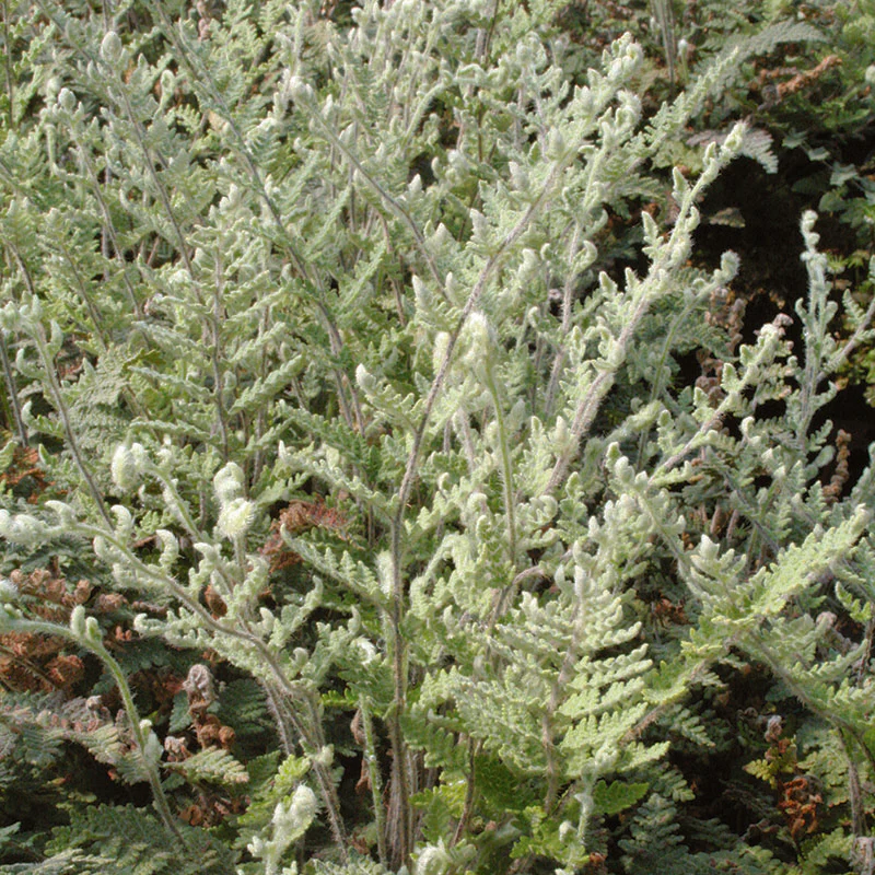 Cheilanthes Lanosa | Hairy Lip-Fern