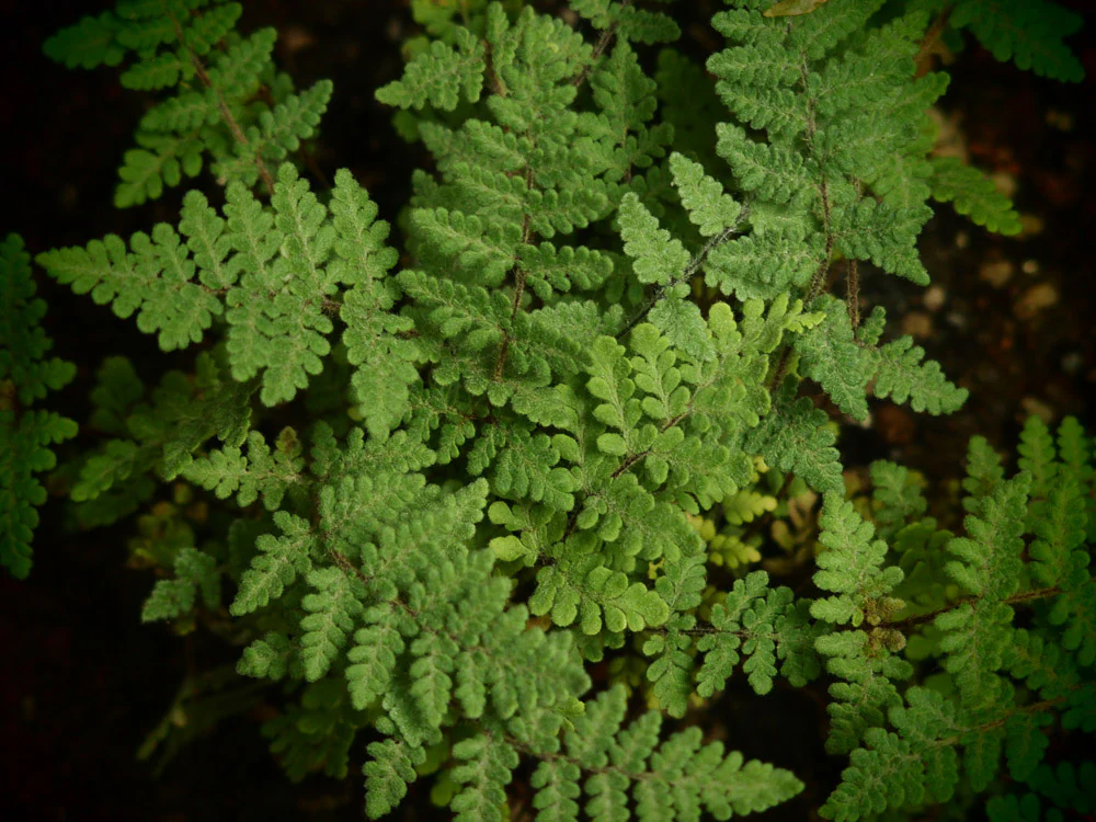 Cheilanthes Lanosa | Hairy Lip-Fern - Image 2