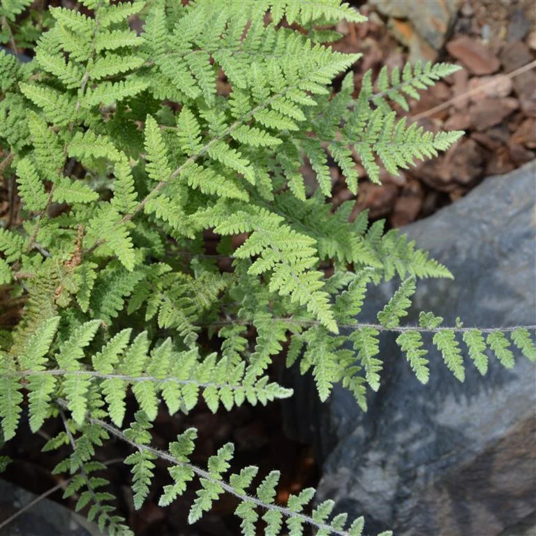 Cheilanthes Lanosa | Hairy Lip-Fern - Image 3