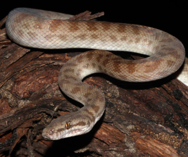 Children's Python
