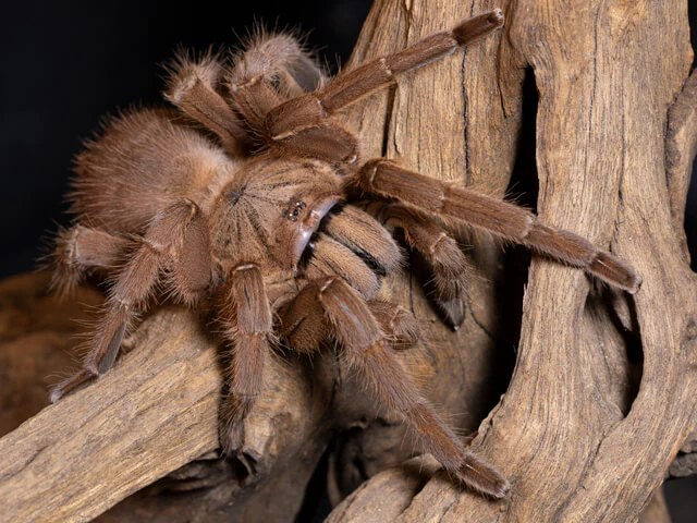 Asian Fawn Tarantula | Chilobrachys huahini (S)