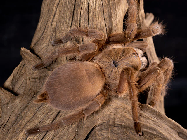 Asian Fawn Tarantula | Chilobrachys huahini (S) - Image 2