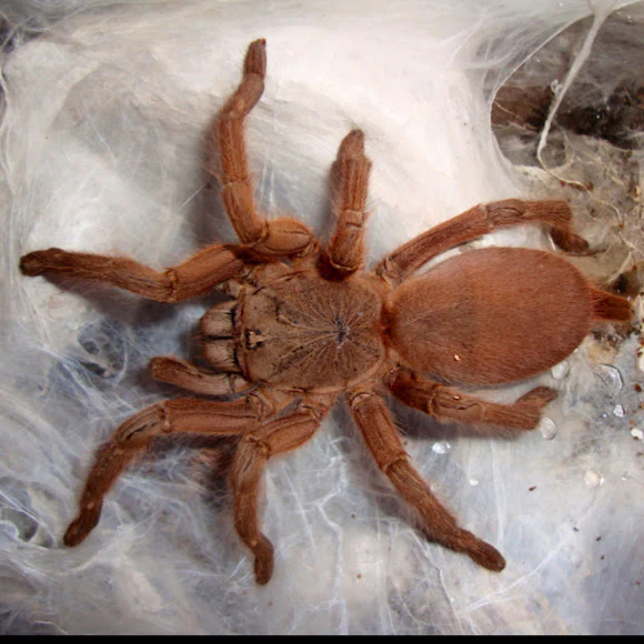 Asian Fawn Tarantula | Chilobrachys huahini (S) - Image 3