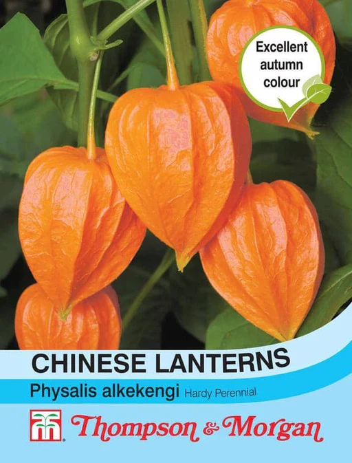 Chinese Lanterns 'Physalis Alkekengi'