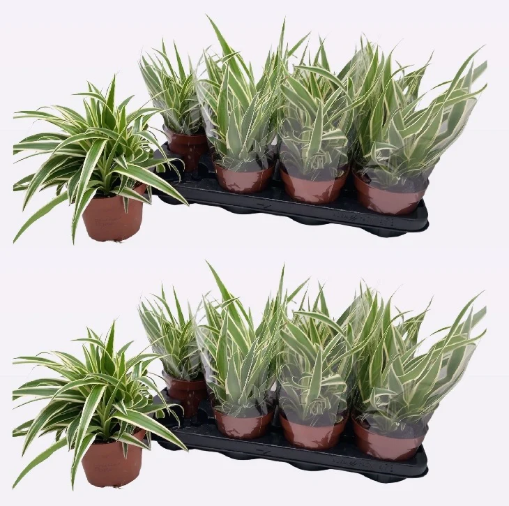 Chlorophytum com. 'Vittatum' P13