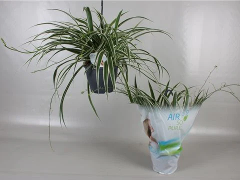 Chlorophytum com. 'Vittatum' P19 hanging pot